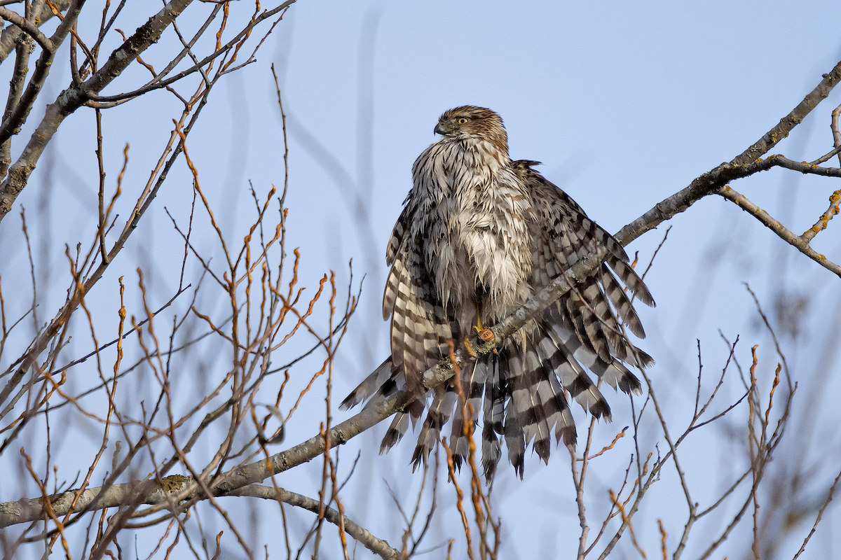 Cooper's Hawk - ML195737641