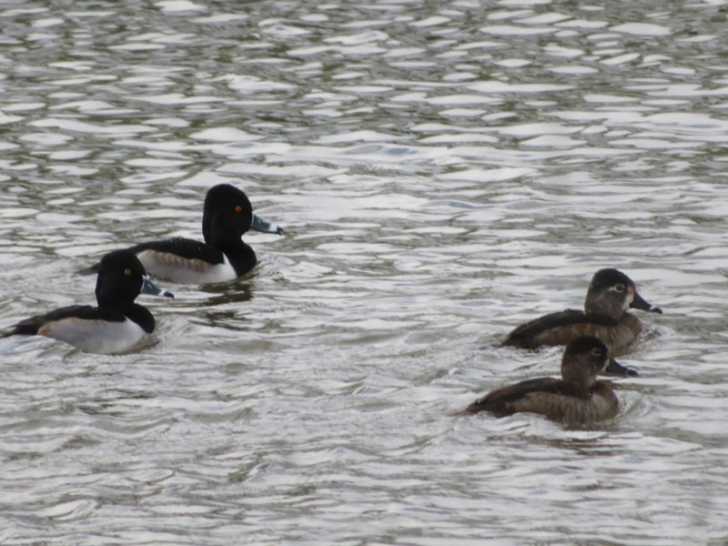 Ring-necked Duck - ML195739511