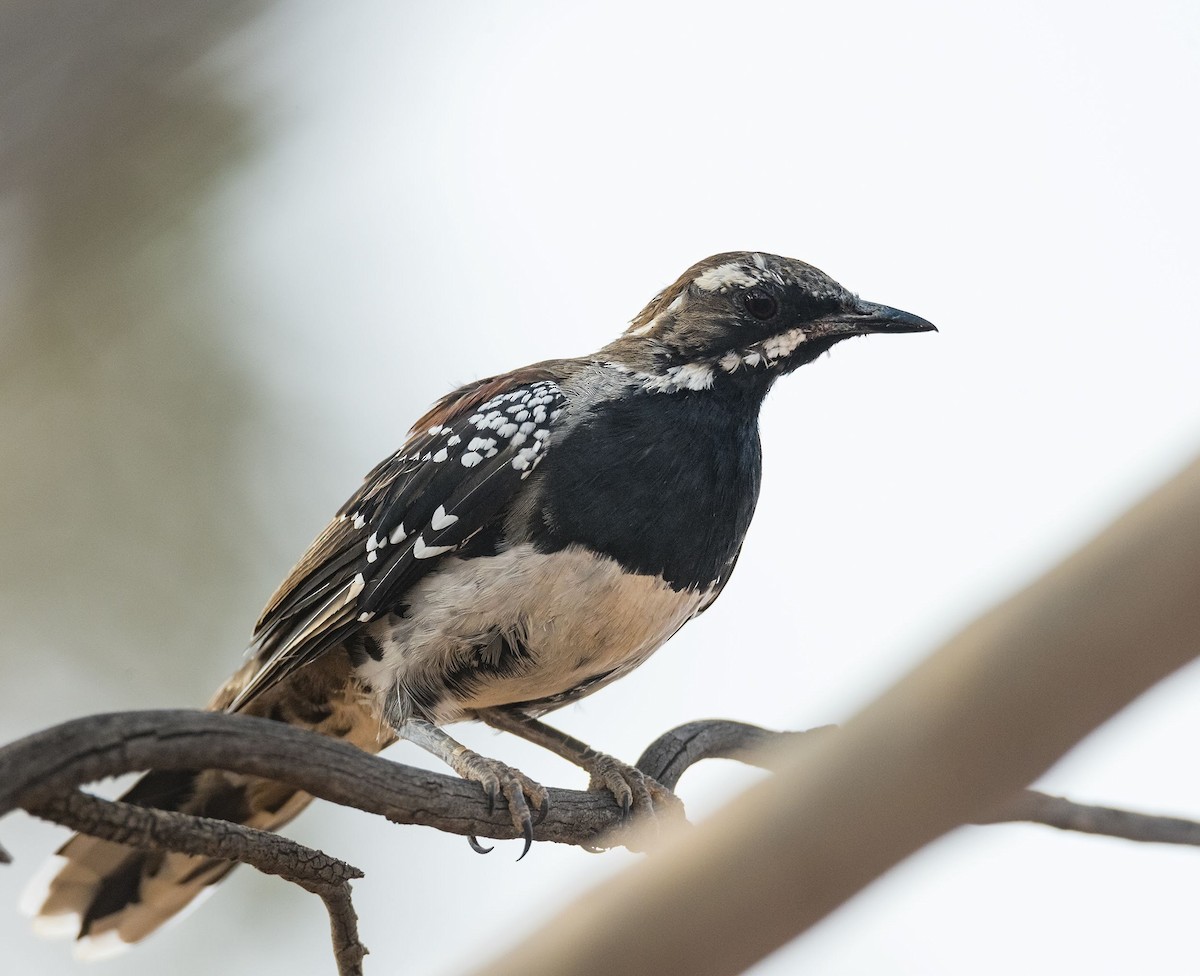 Chestnut Quail-thrush - David Sinnott