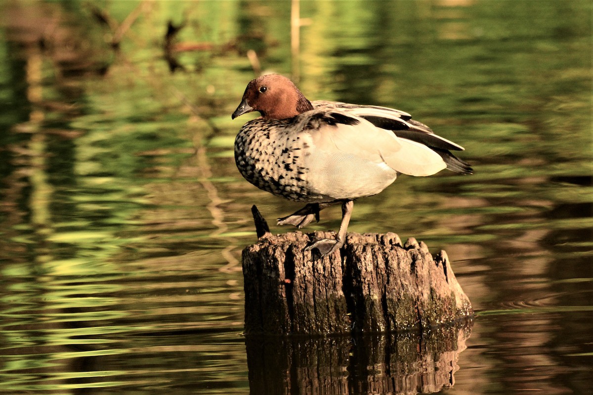 Maned Duck - ML195741271