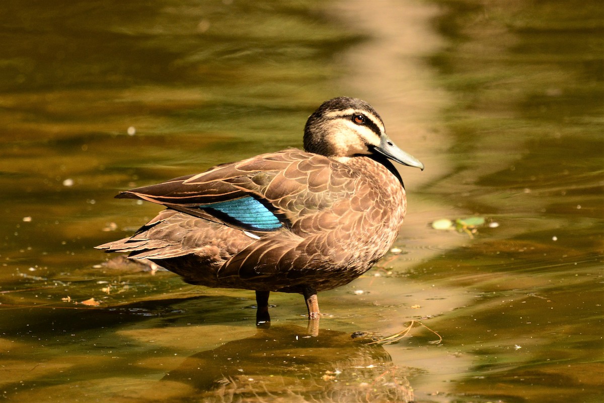 Pacific Black Duck - ML195741291