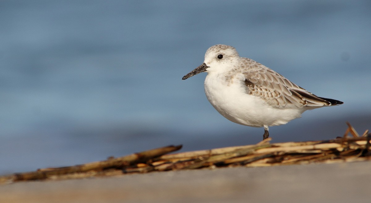 Bécasseau sanderling - ML195742061