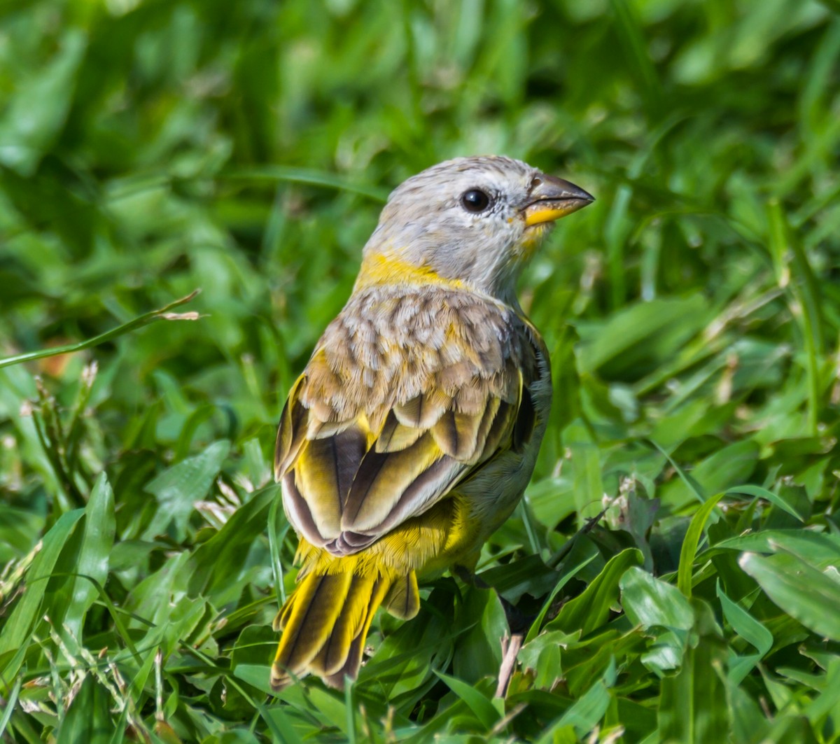 Saffron Finch - ML195742241