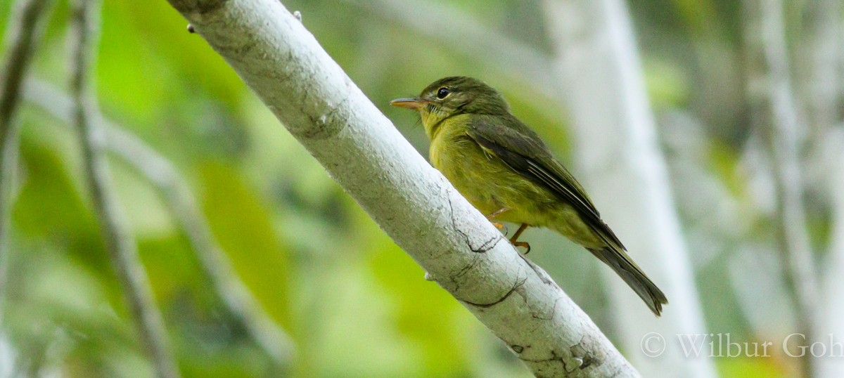 Olive Flyrobin - Wilbur Goh