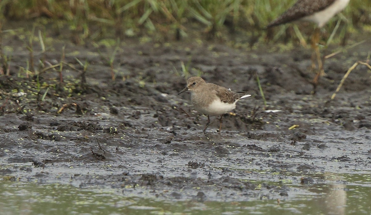 Temminck's Stint - ML195748681