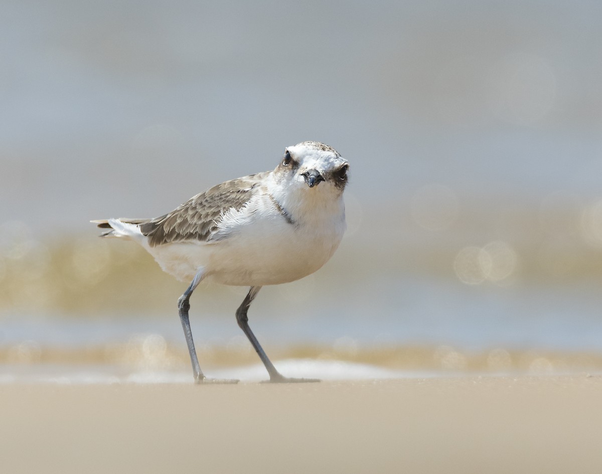 Kentish Plover - David Sinnott