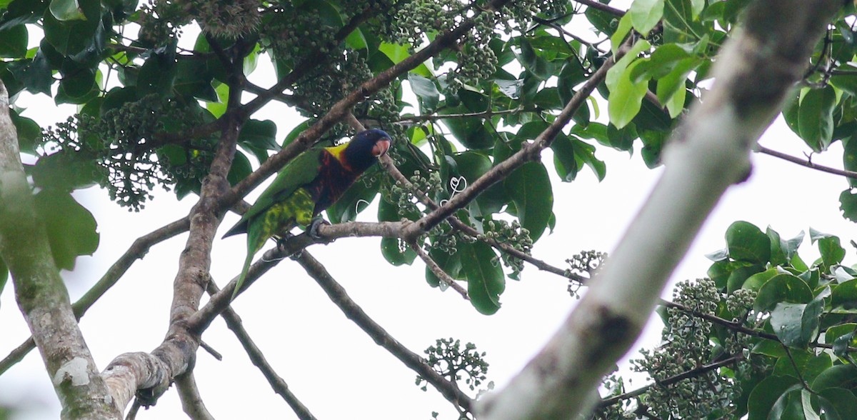 Biak Lorikeet - ML195750041