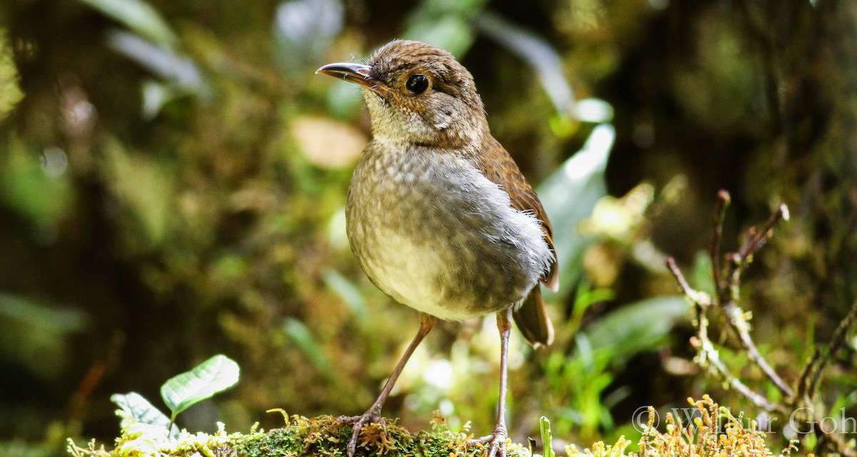 Greater Ground-Robin - ML195750521