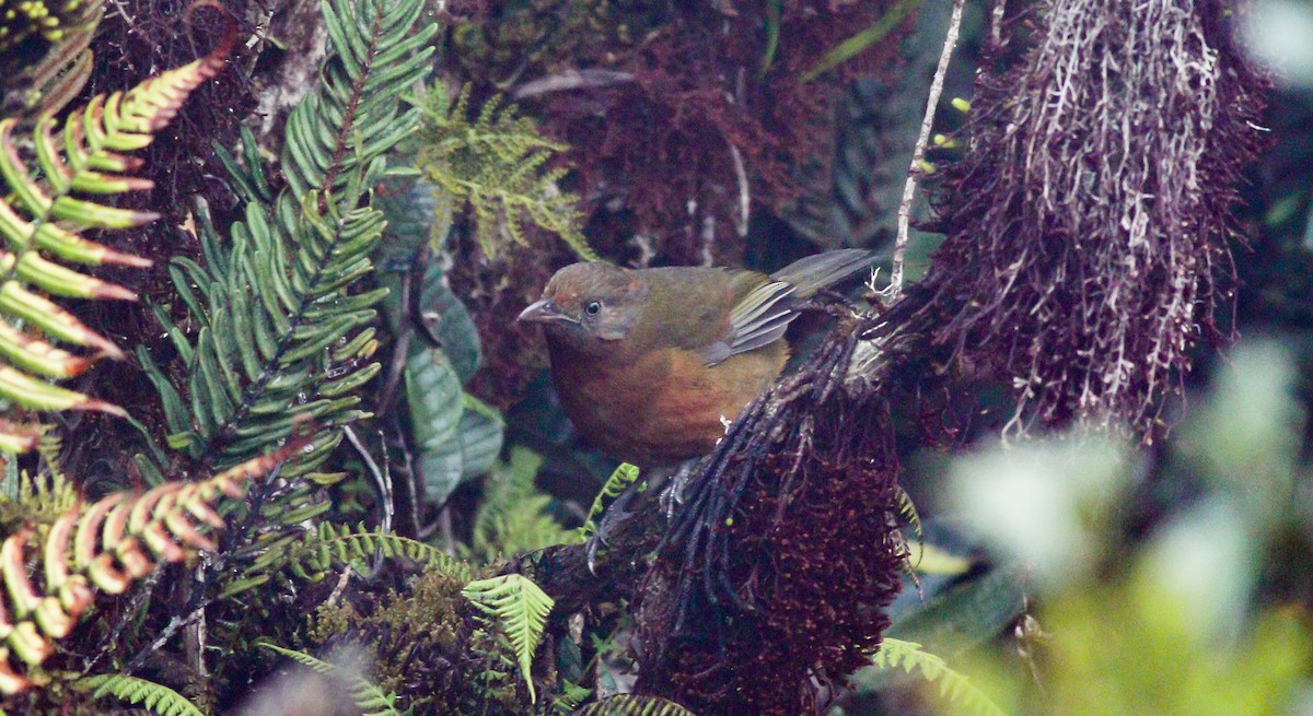 Carillonneur à nuque rousse - ML195750911