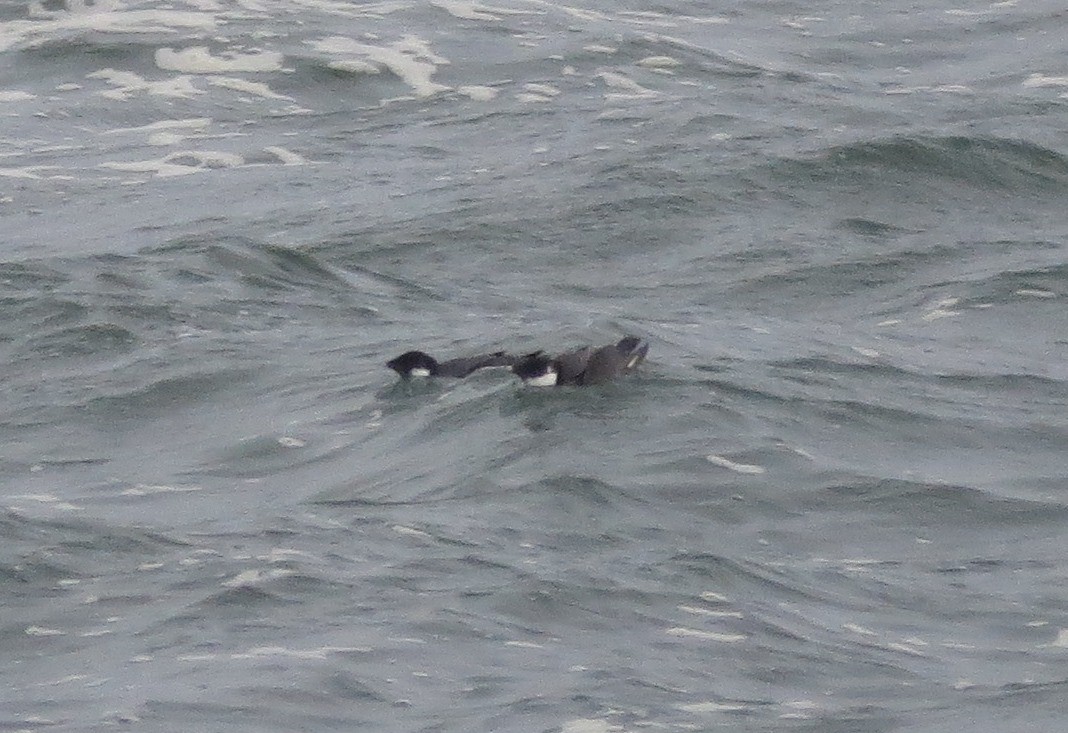 Guillemot à cou blanc - ML195751081