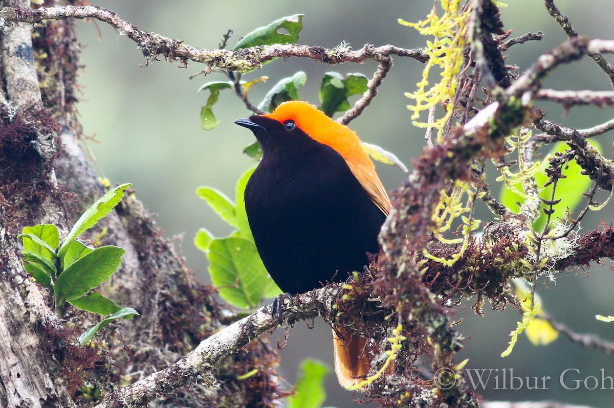 Crested Satinbird - ML195751141