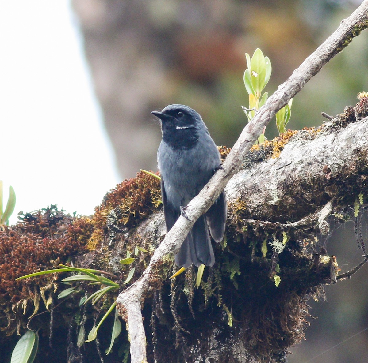 Black-throated Robin - ML195751551