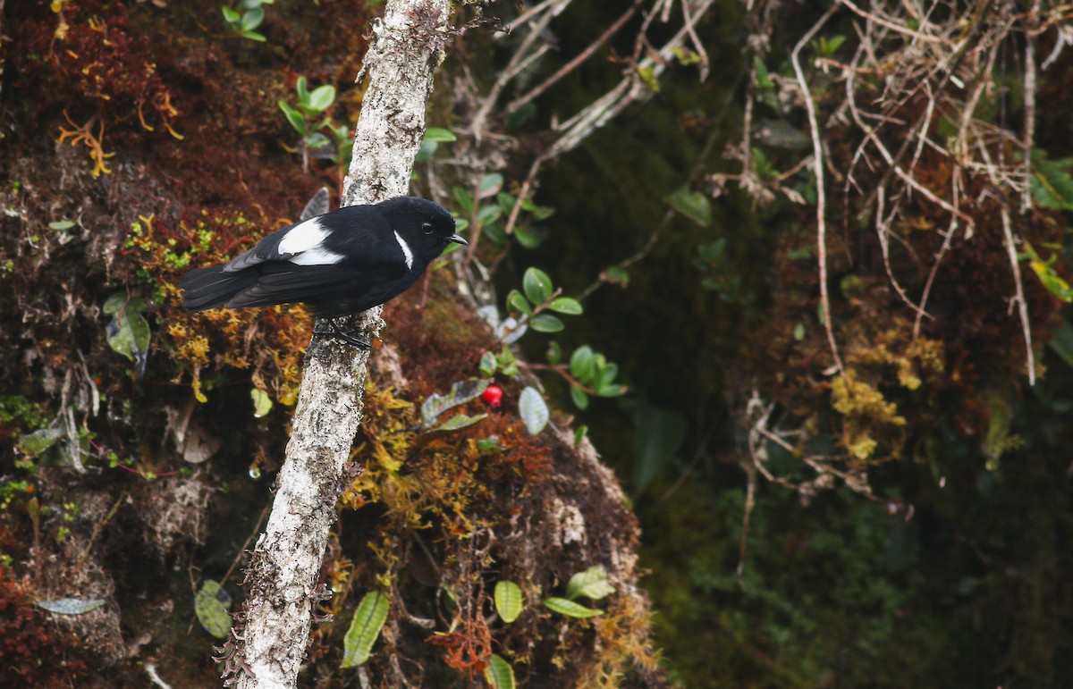 White-winged Robin - ML195751621