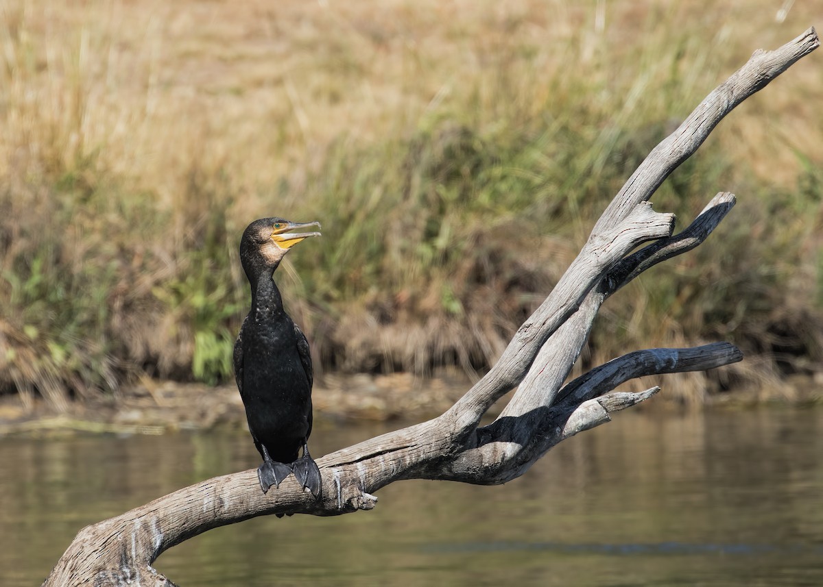 Great Cormorant - Julie Clark