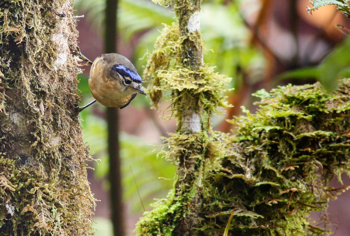 Blue-capped Ifrita - ML195752791