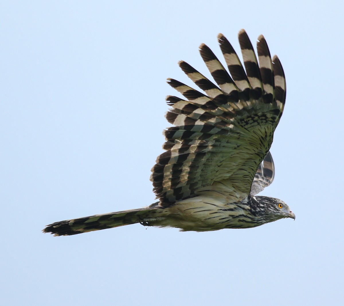 Long-tailed Honey-buzzard - ML195753511