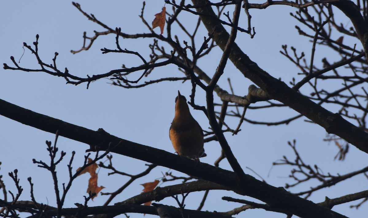 Varied Thrush - ML195753641