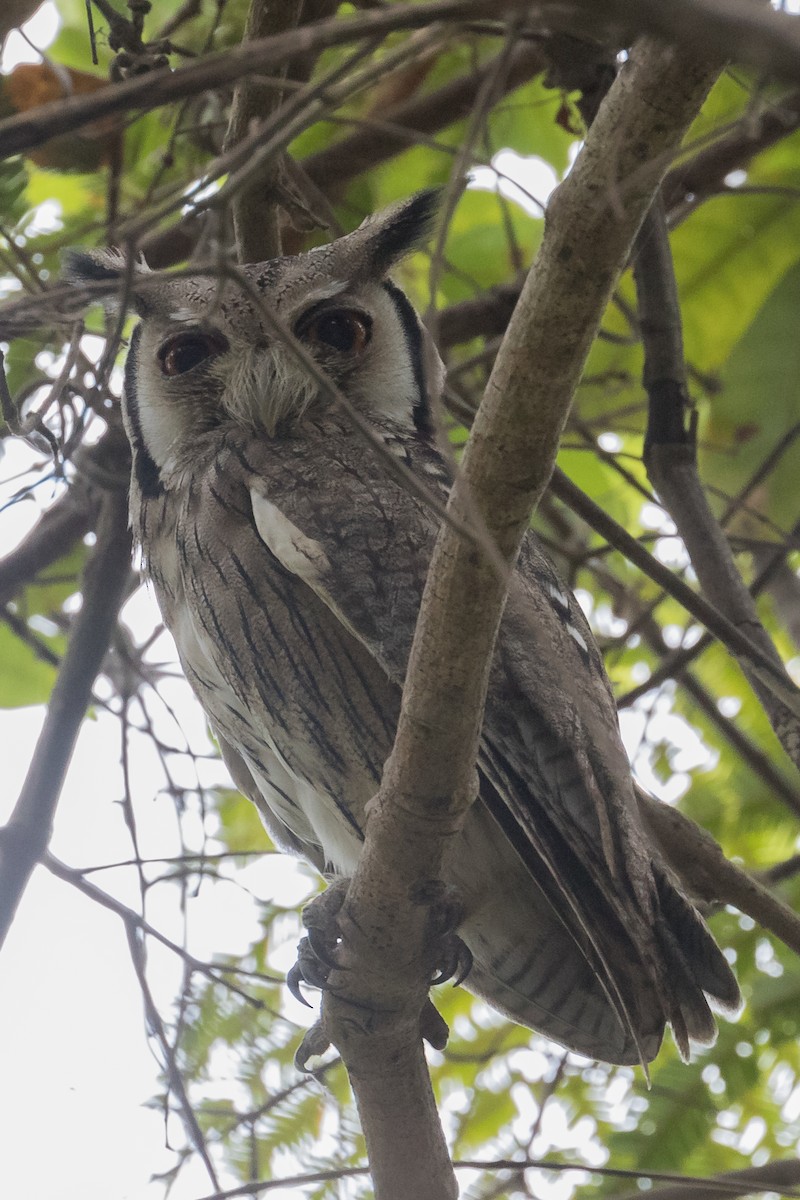 Northern White-faced Owl - Peter Kennerley
