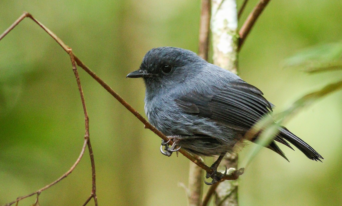 Blue-gray Robin - Wilbur Goh