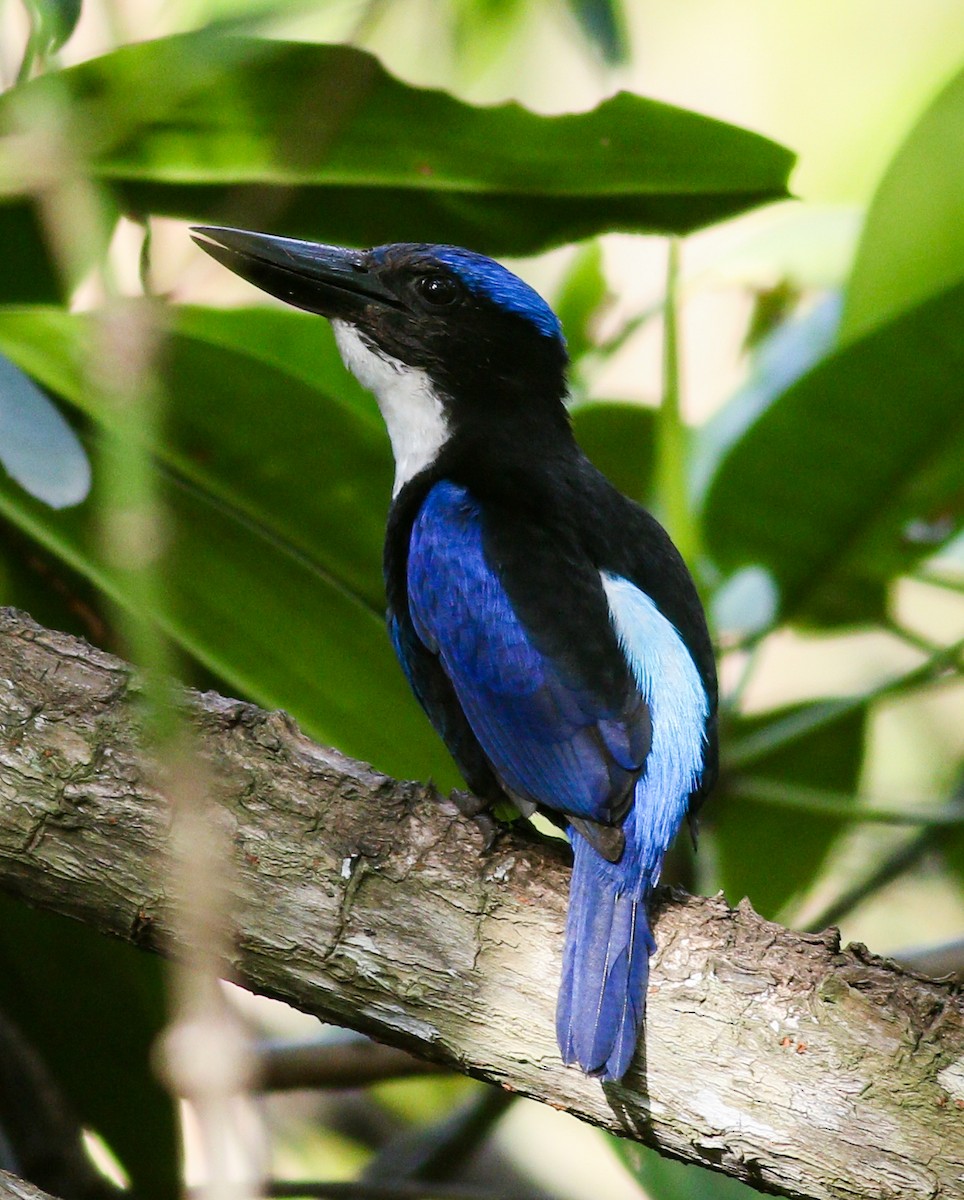 Blue-black Kingfisher - Wilbur Goh