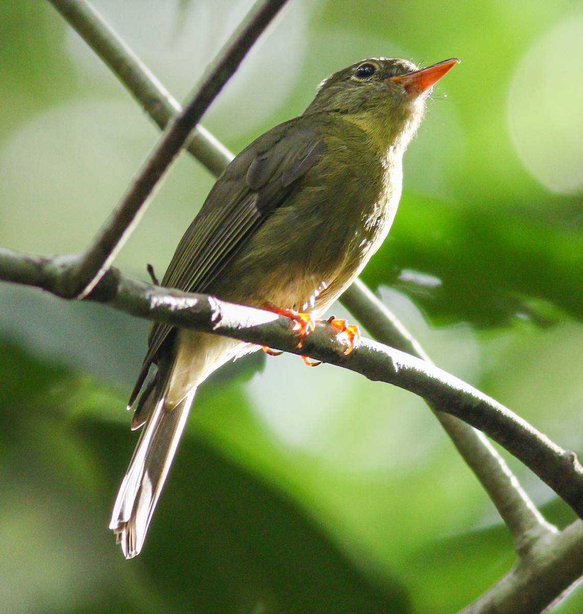 Olive Flyrobin - ML195757791