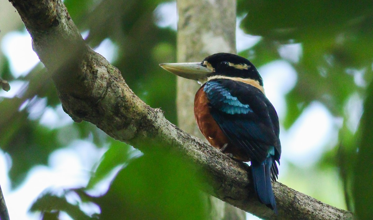 Rufous-bellied Kookaburra - Wilbur Goh