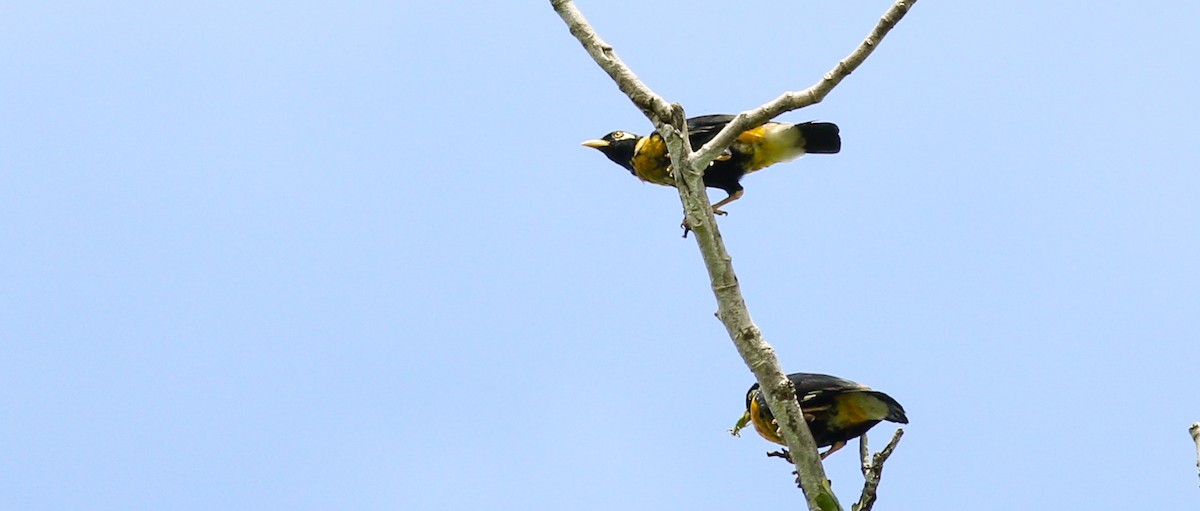 Miná Dorado - ML195758051