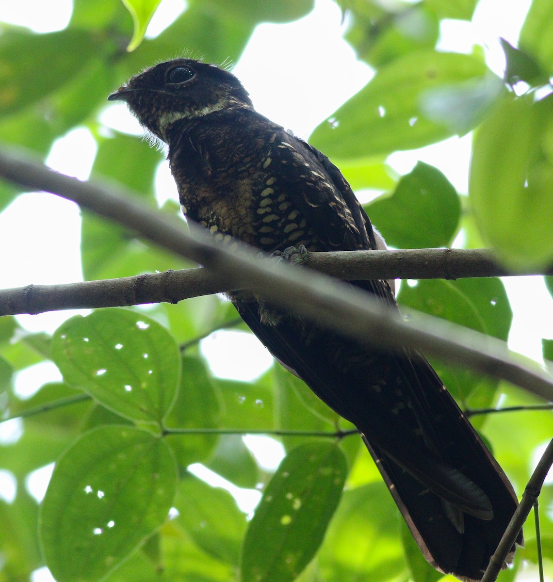 Chotacabras Papú - ML195758141