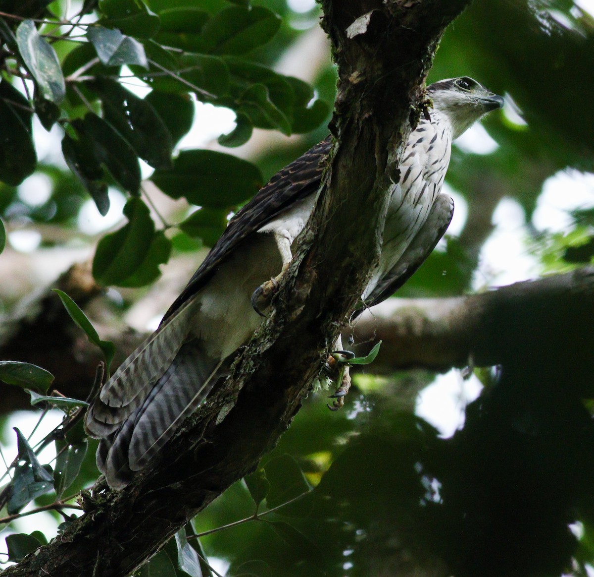 Doria's Goshawk - ML195758201