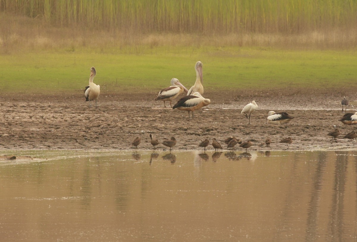 Freckled Duck - Anonymous