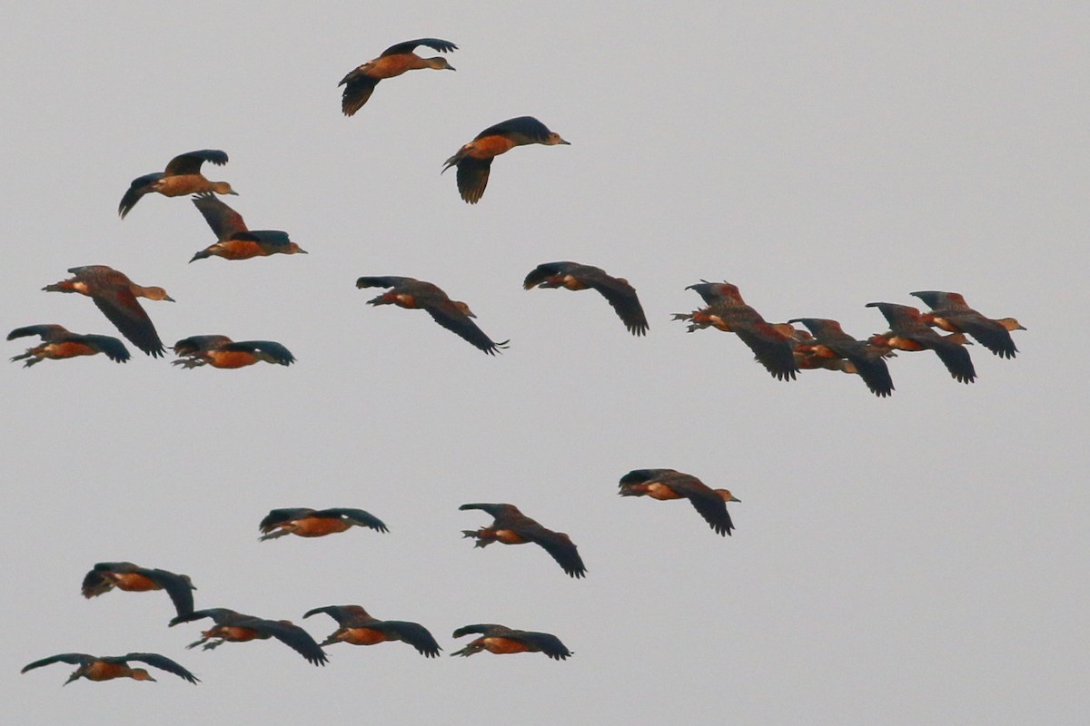 Lesser Whistling-Duck - Joost Foppes