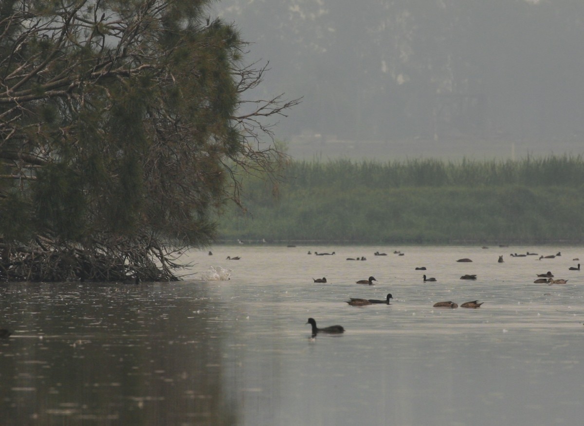 Blue-billed Duck - ML195762261