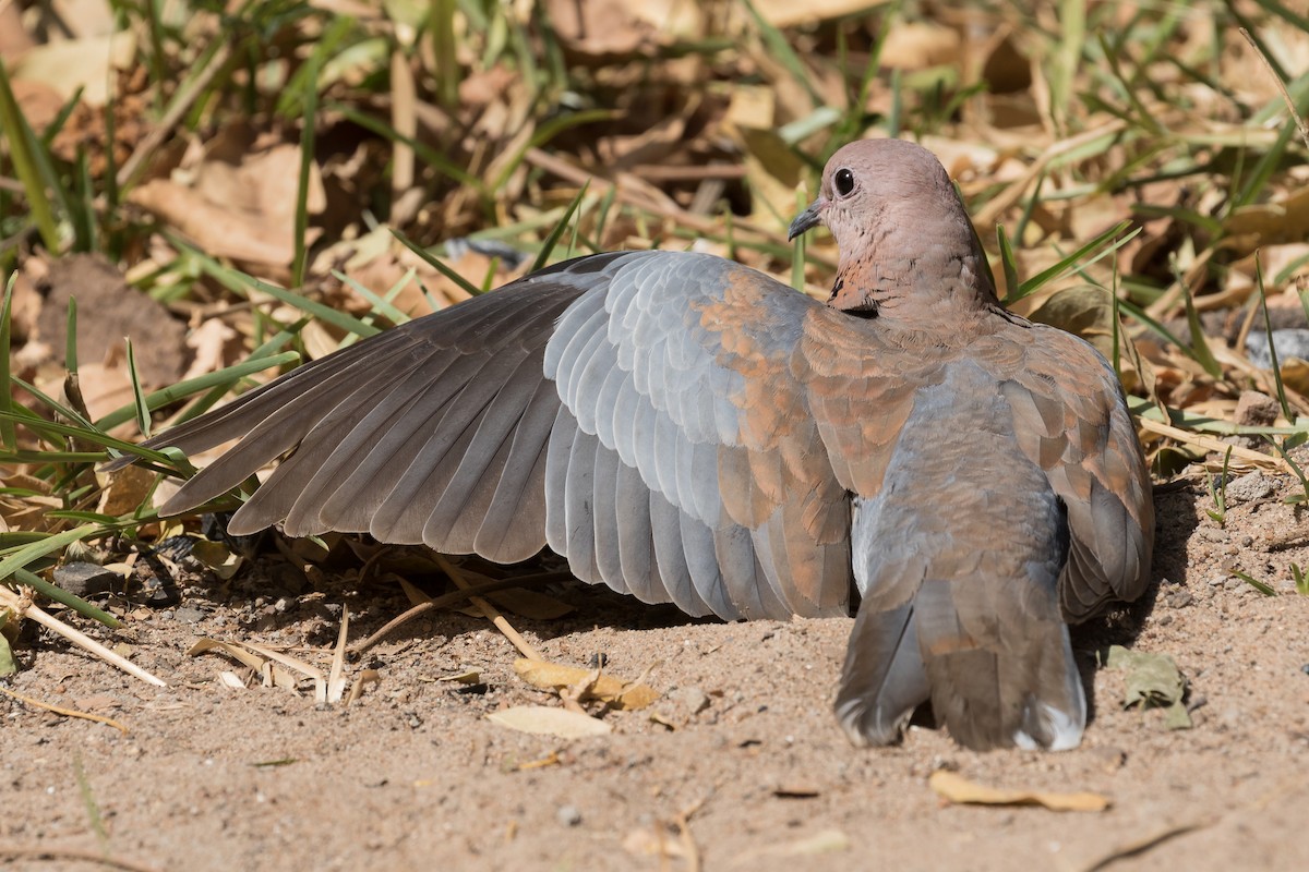 Tórtola Senegalesa - ML195762361