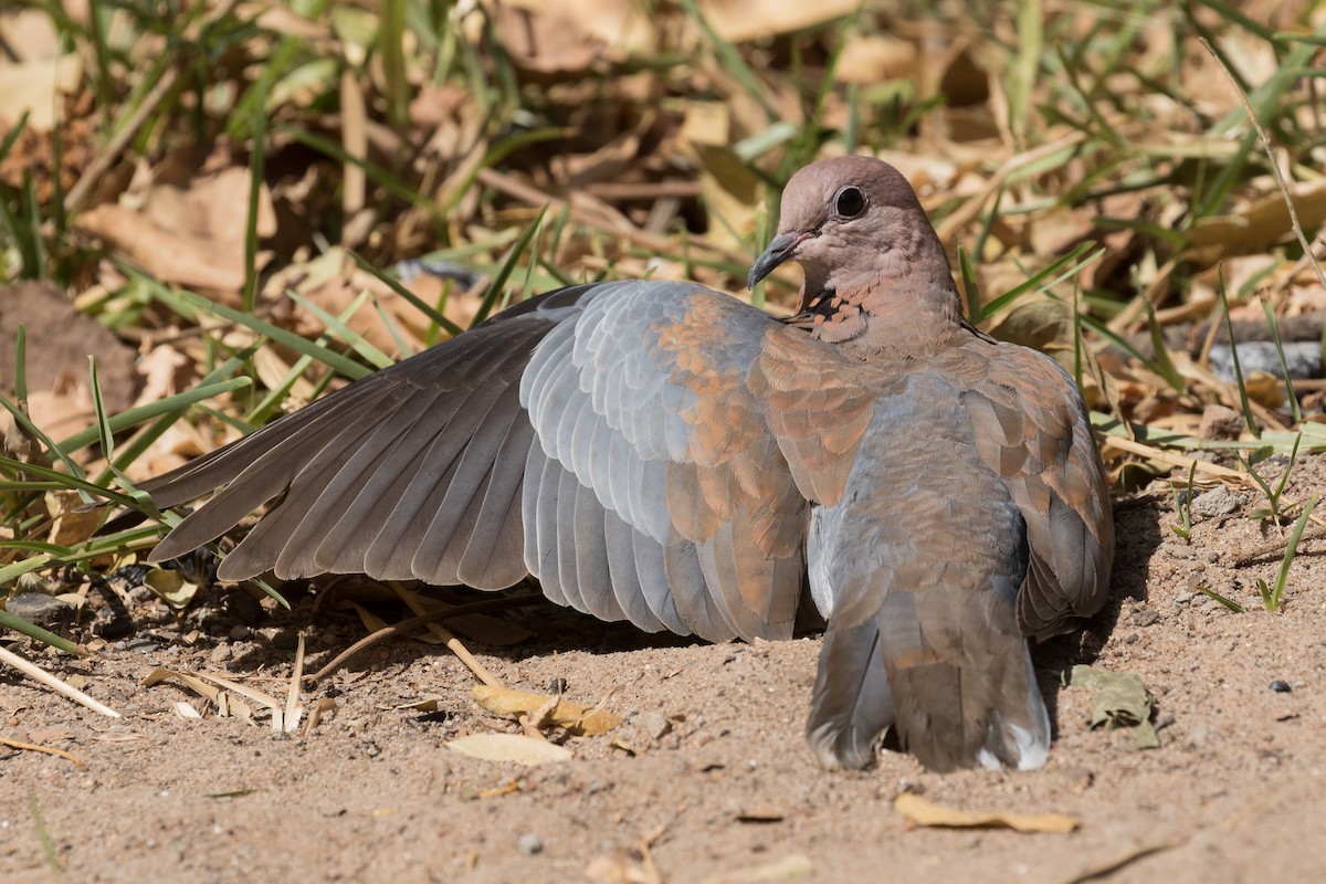 Tórtola Senegalesa - ML195762371