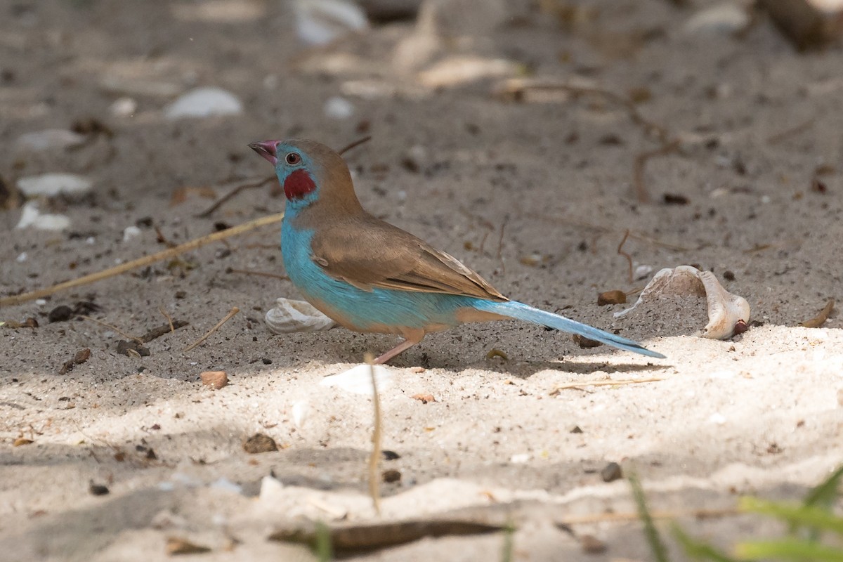 Red-cheeked Cordonbleu - ML195762391