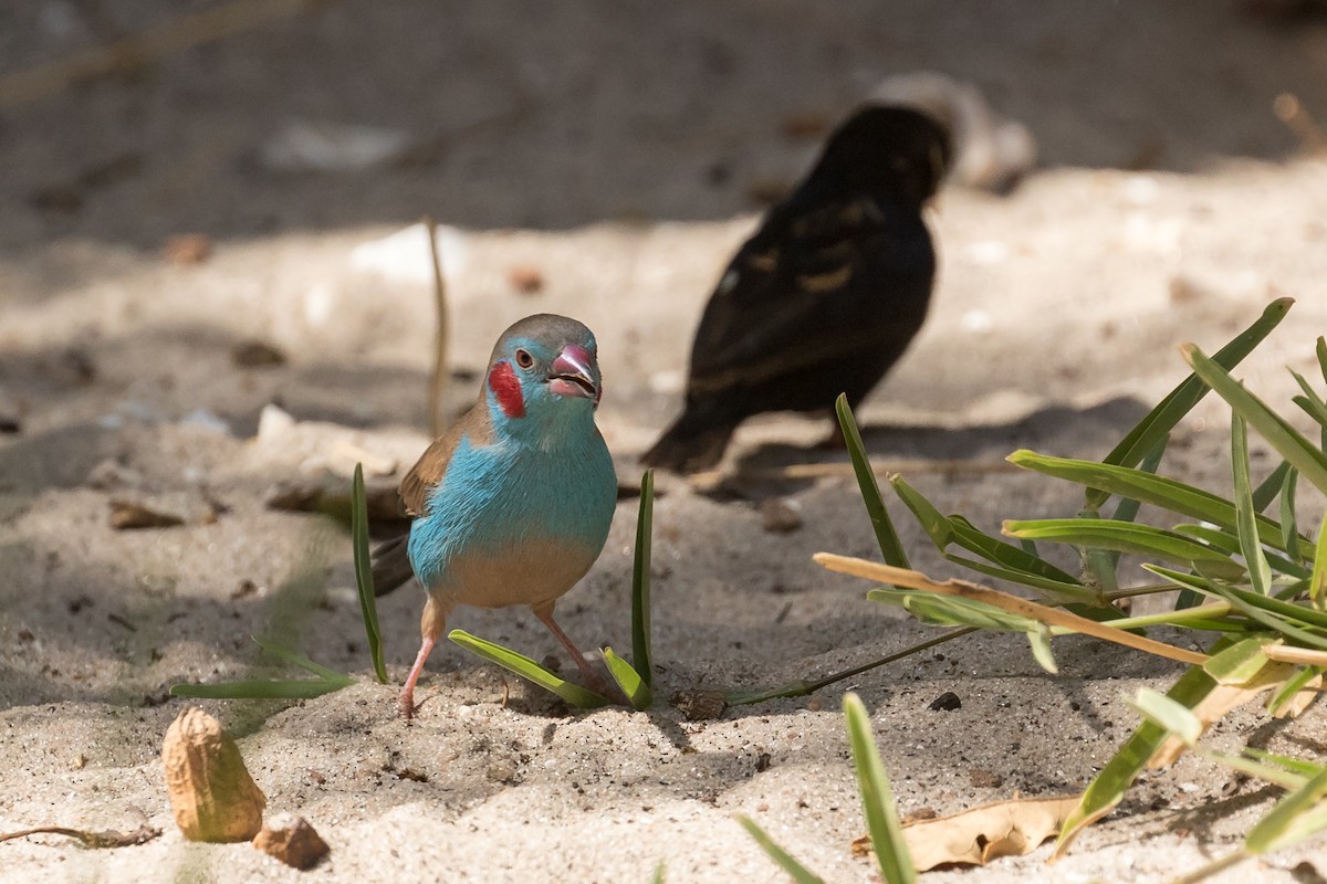 Red-cheeked Cordonbleu - ML195762401