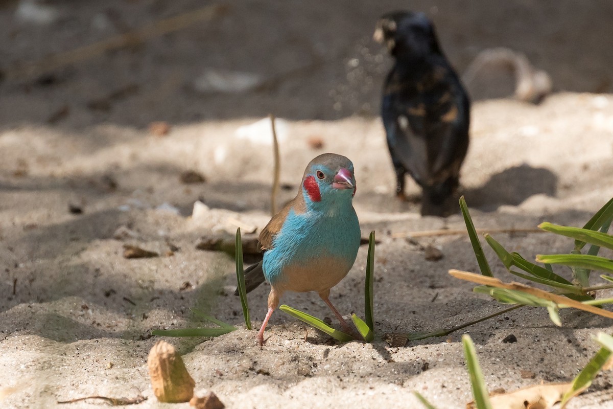 Red-cheeked Cordonbleu - ML195762411