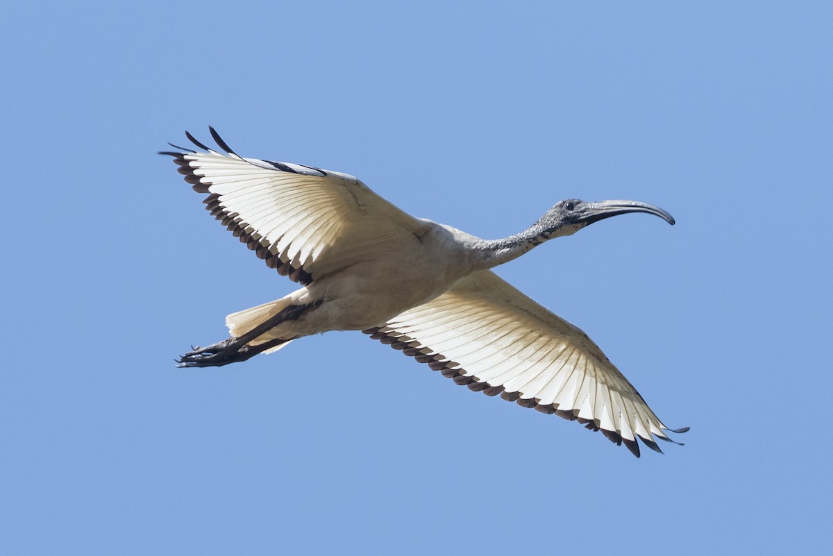ibis posvátný - ML195762481