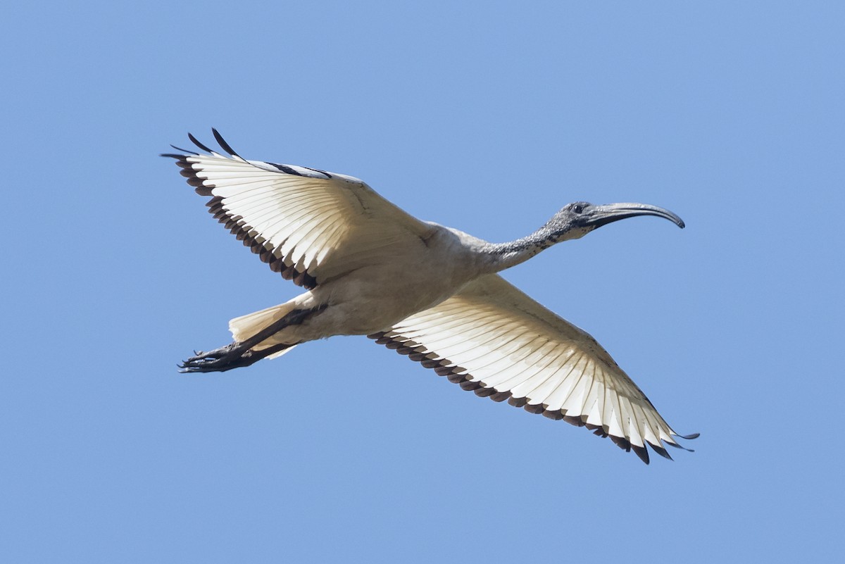 African Sacred Ibis - ML195762481