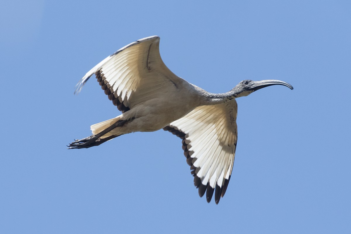 ibis posvátný - ML195762551