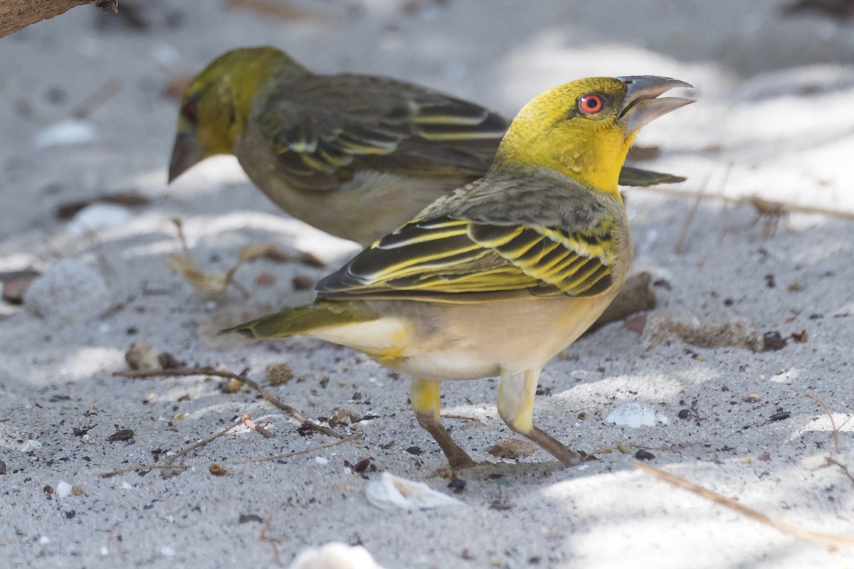 Village Weaver - ML195762561