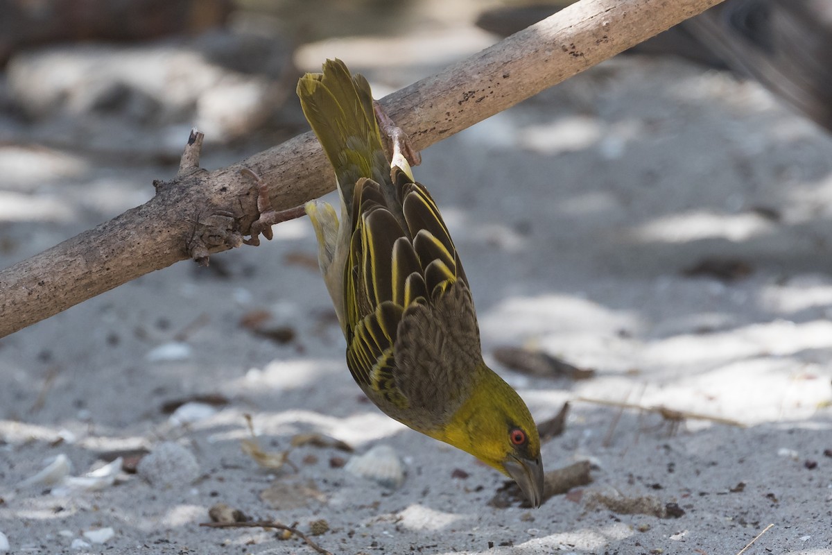 Village Weaver - ML195762581