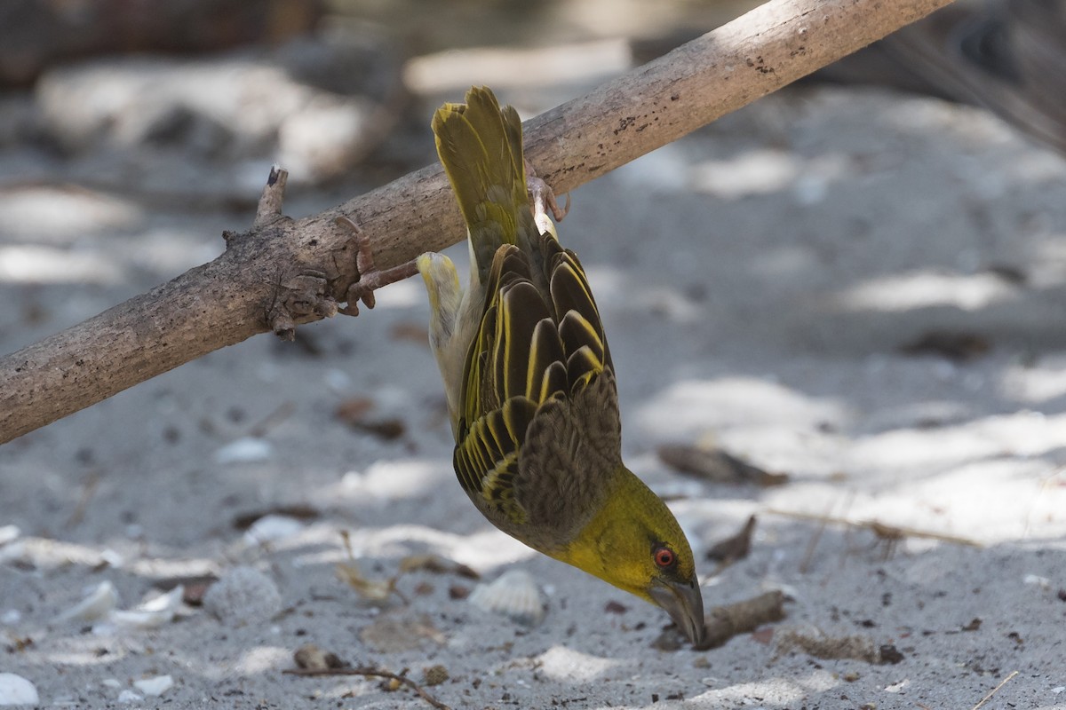 Village Weaver - ML195762591