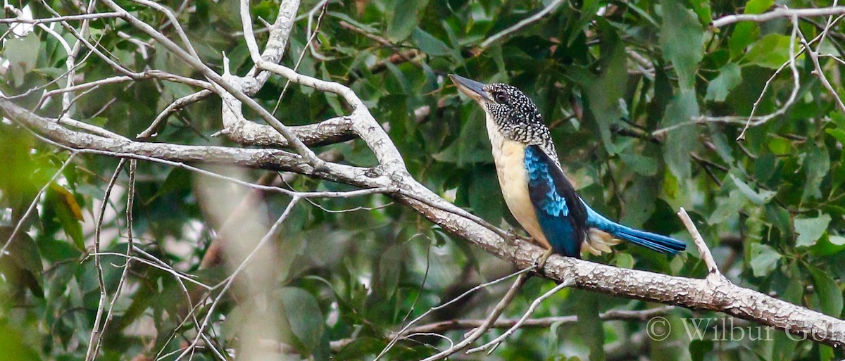 Spangled Kookaburra - ML195762651