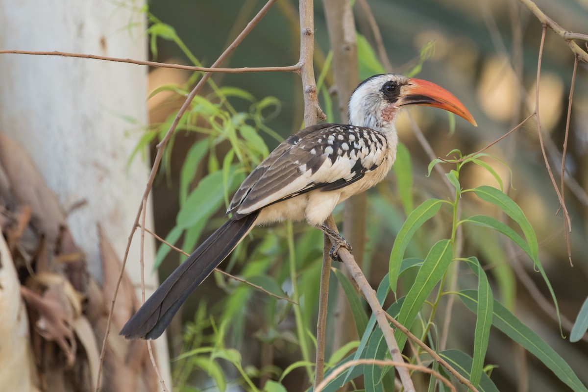 Western Red-billed Hornbill - Peter Kennerley