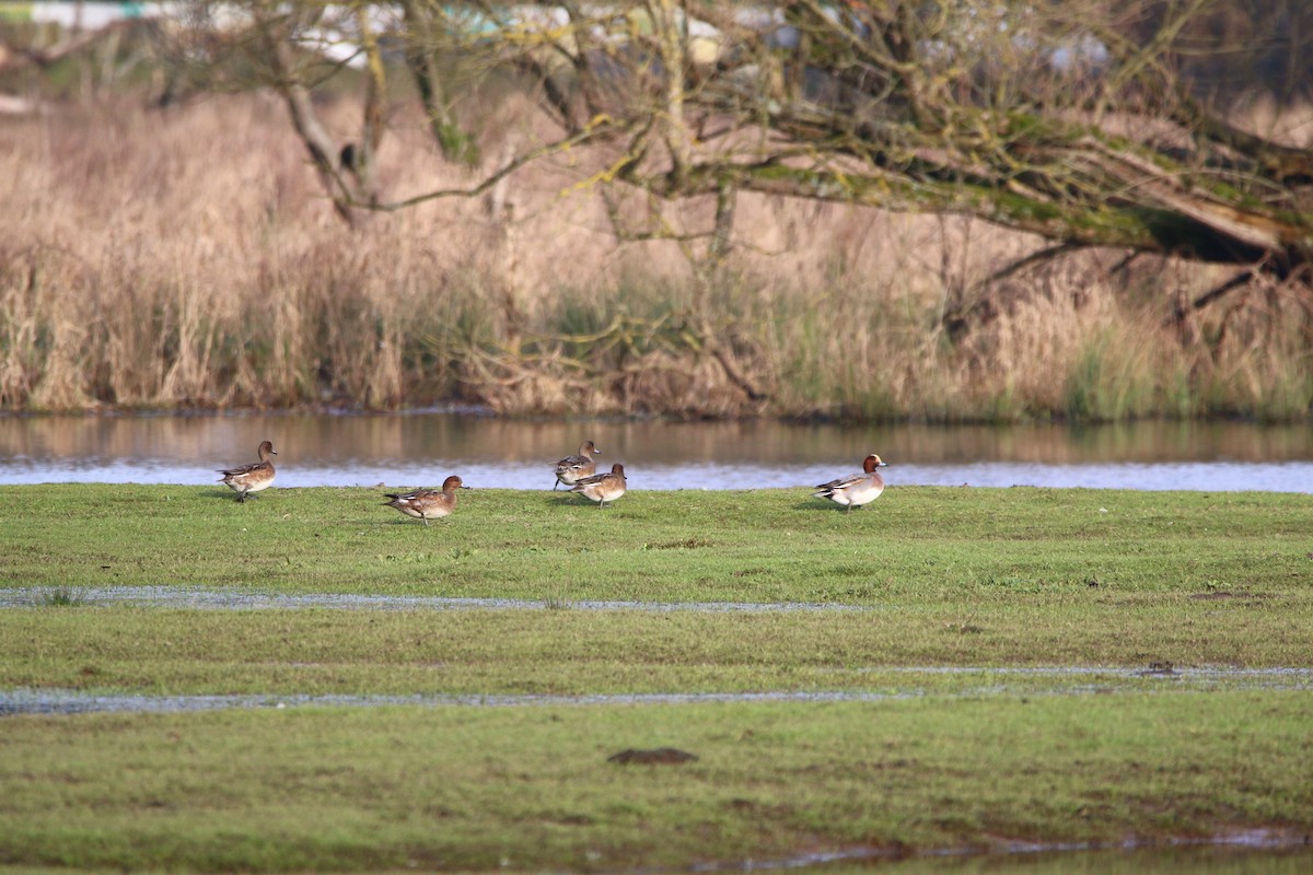 Eurasian Wigeon - ML195766601