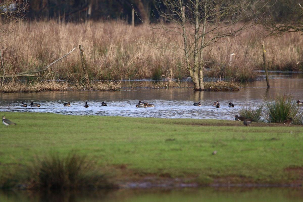 Green-winged Teal (Eurasian) - ML195766831