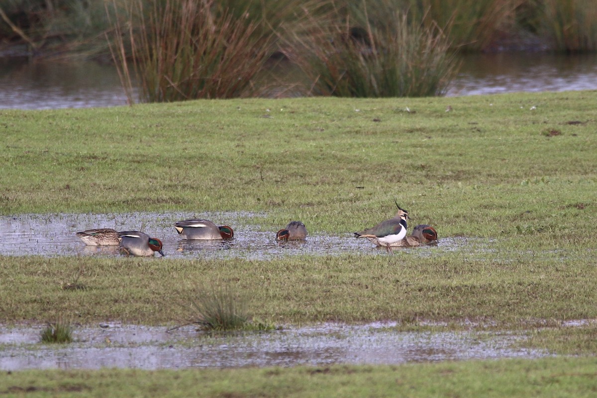 Northern Lapwing - ML195766971