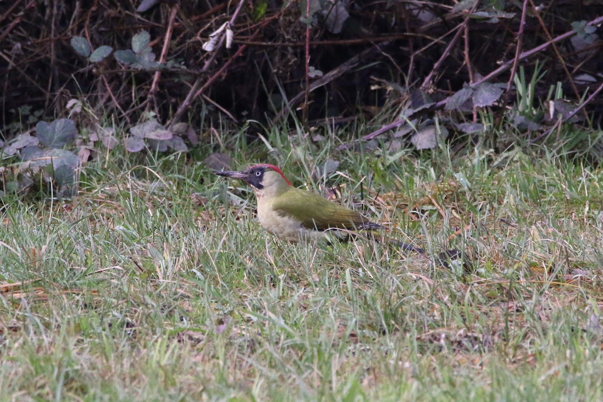 Eurasian Green Woodpecker - ML195767481
