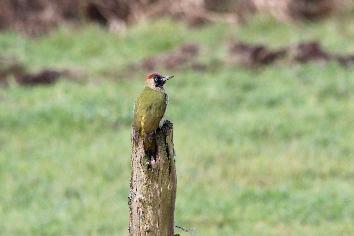 Eurasian Green Woodpecker - ML195767491